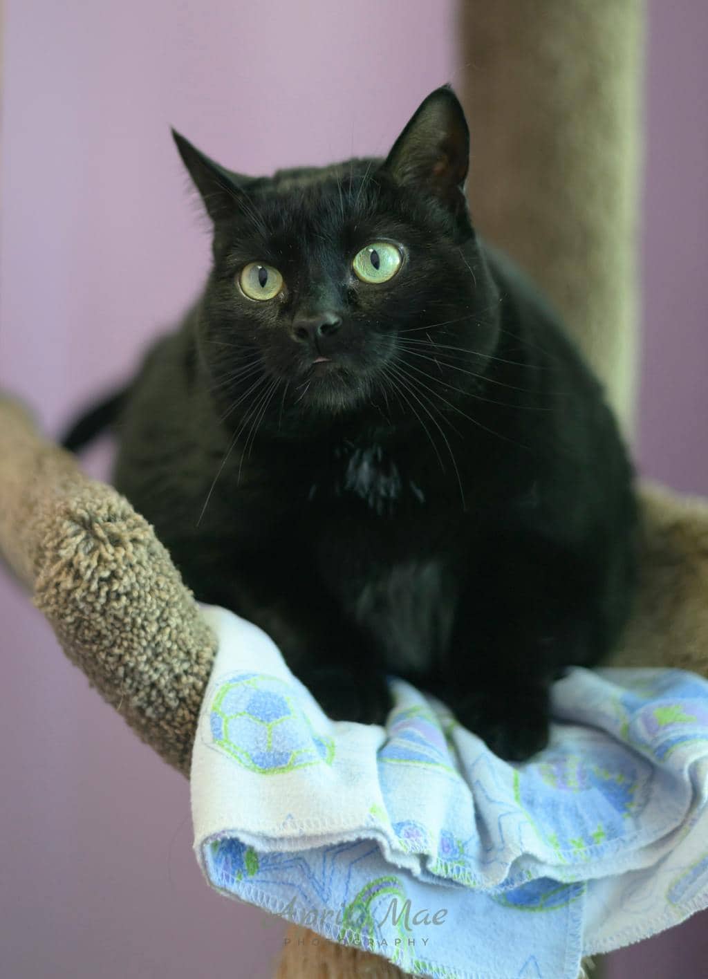 Brioche - Domestic Short Hair available for adoption