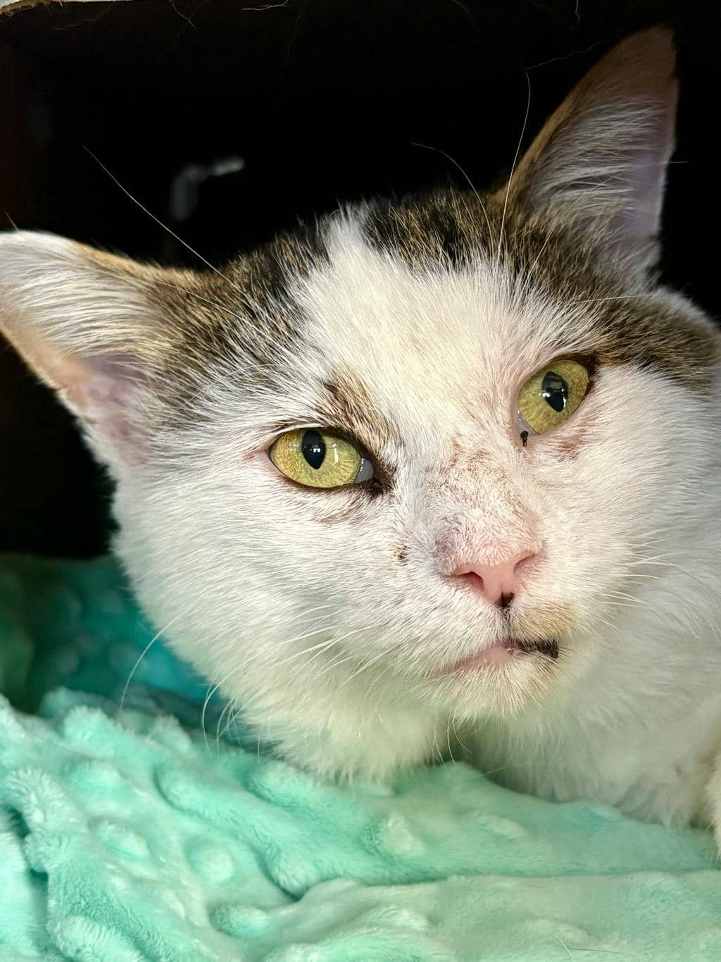 Oswald - Domestic Short Hair cat available for adoption in Ontario