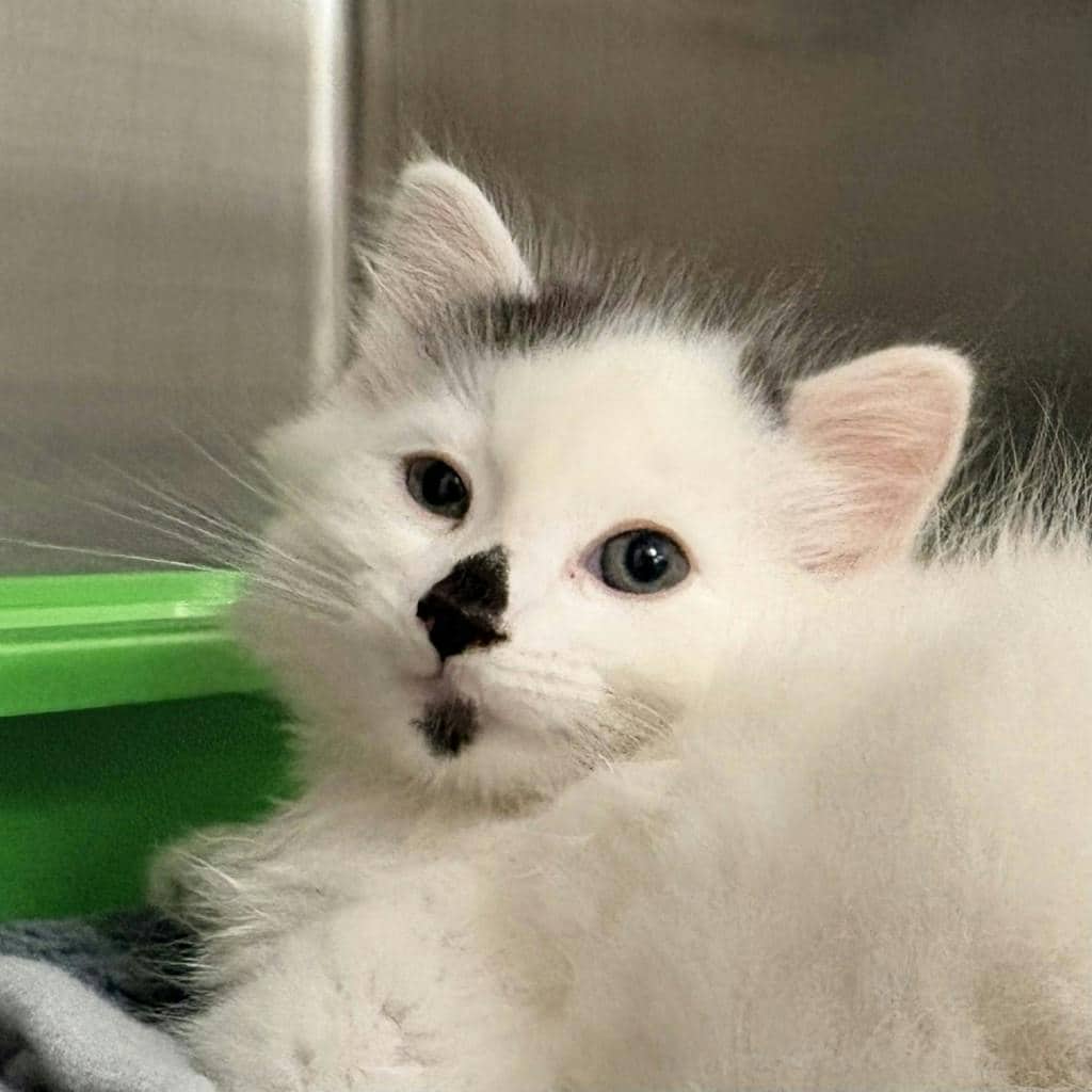 Monroe - Domestic Longhair cat available for adoption at Ontario SPCA (Central Ontario) in Bracebridge