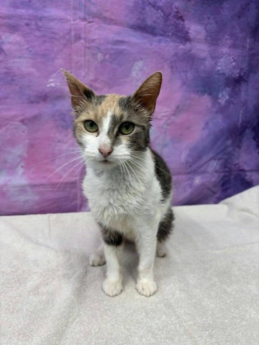Marlow - Domestic Short Hair cat available for adoption at Ontario SPCA & Humane Society in Napanee