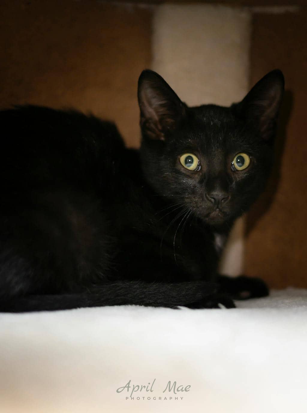 Frank - Domestic Short Hair cat available for adoption at Ontario SPCA (Central Ontario) in Orangeville