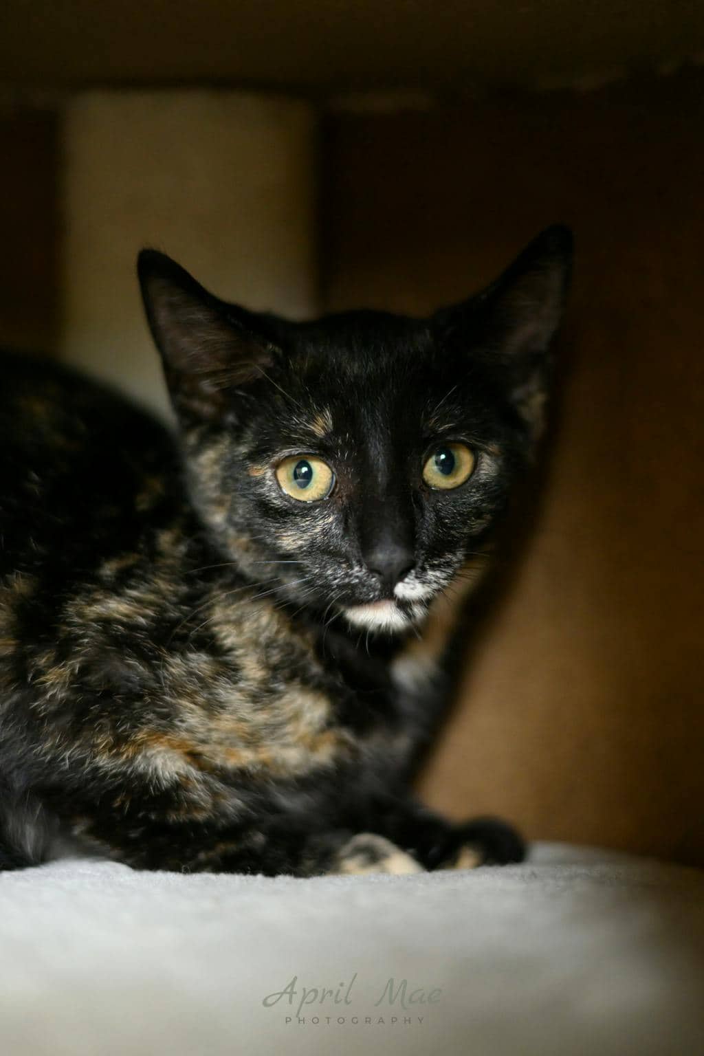 Gloria - Domestic Short Hair available for adoption