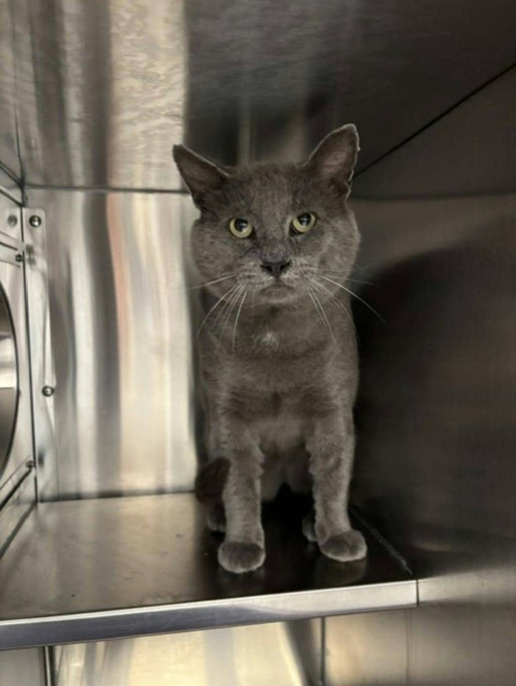 Tommy - Domestic Short Hair available for adoption