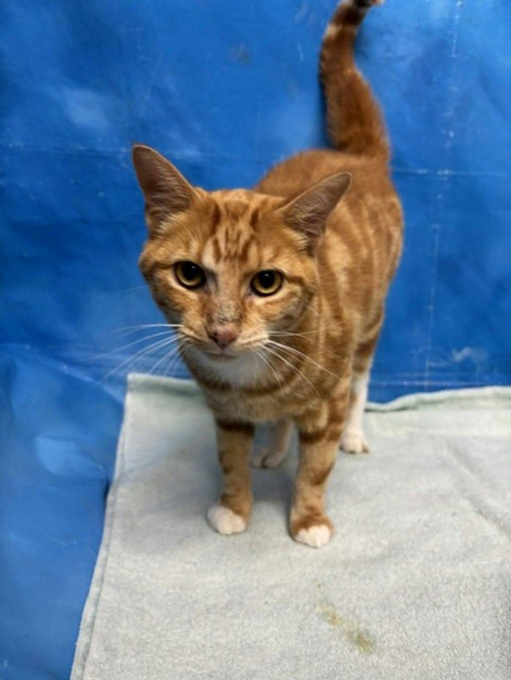 Odie - Domestic Short Hair cat available for adoption at Ontario SPCA & Humane Society in Napanee