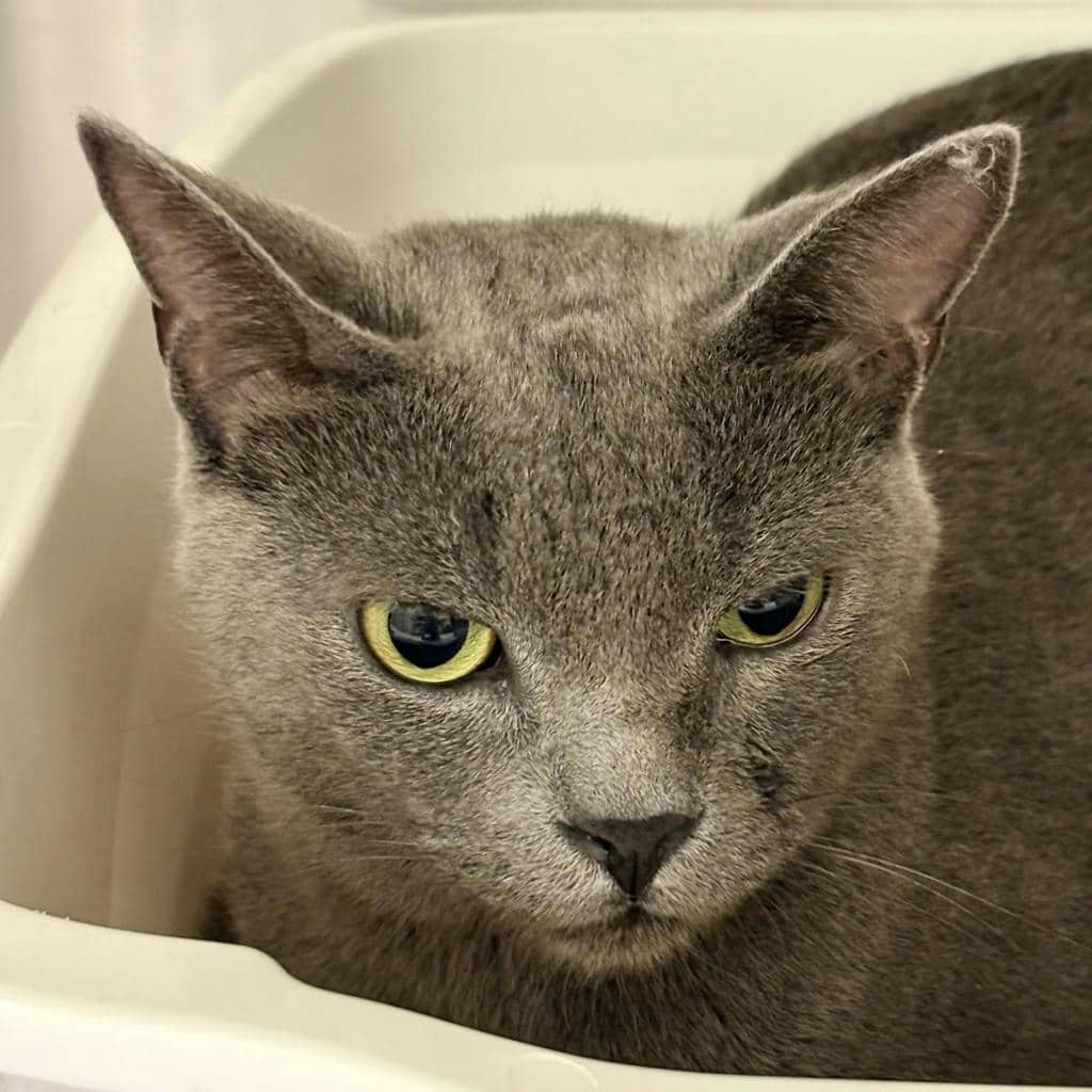 Calliope - Domestic Short Hair available for adoption