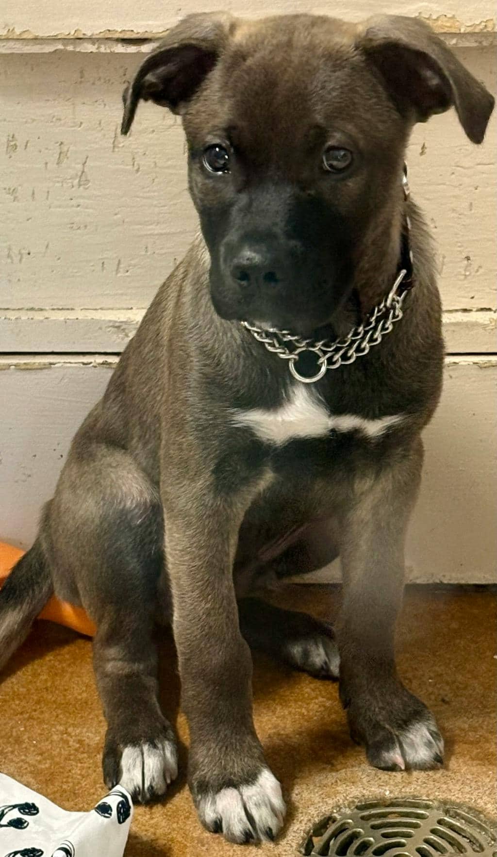 Grizzly - German Shepherd available for adoption in Ontario