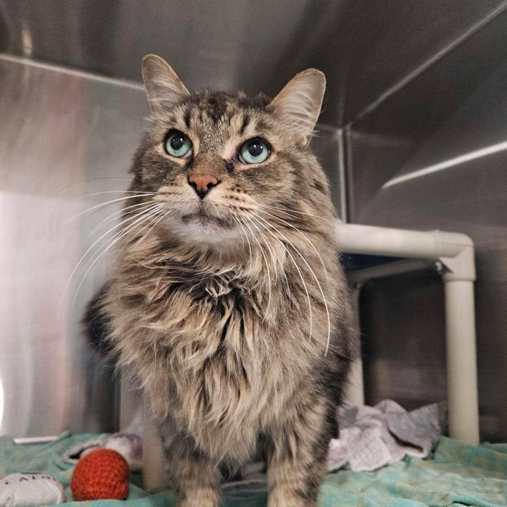 Virgo - Domestic Longhair cat available for adoption in Ontario