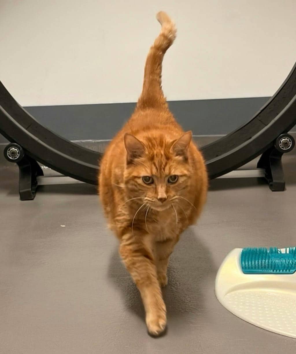 Tigger - Domestic Short Hair cat available for adoption at Ontario SPCA (Toronto Area) in Stouffville