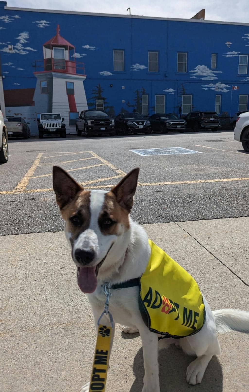 Bandit - Blue Heeler available for adoption in Ontario