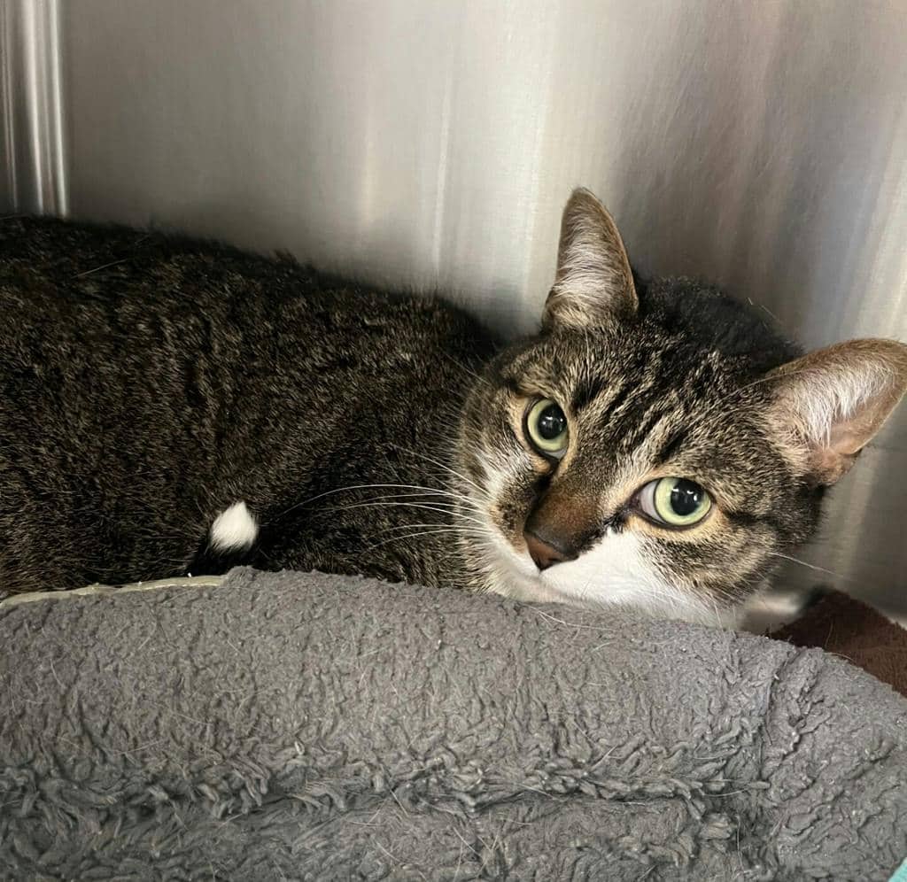 Scarlet - Domestic Medium Hair cat available for adoption at Ontario SPCA (Central Ontario) in Orangeville