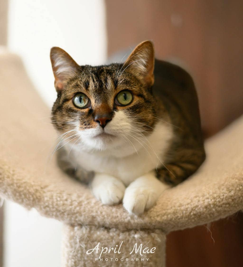 Scarlet (petsmart-Orangeville) - Domestic Medium Hair available for adoption