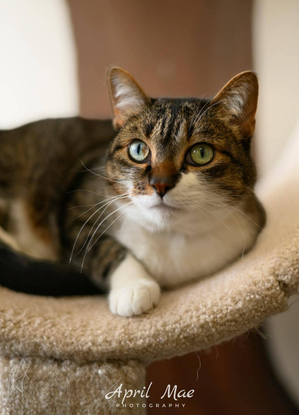 Scarlet - Domestic Medium Hair available for adoption