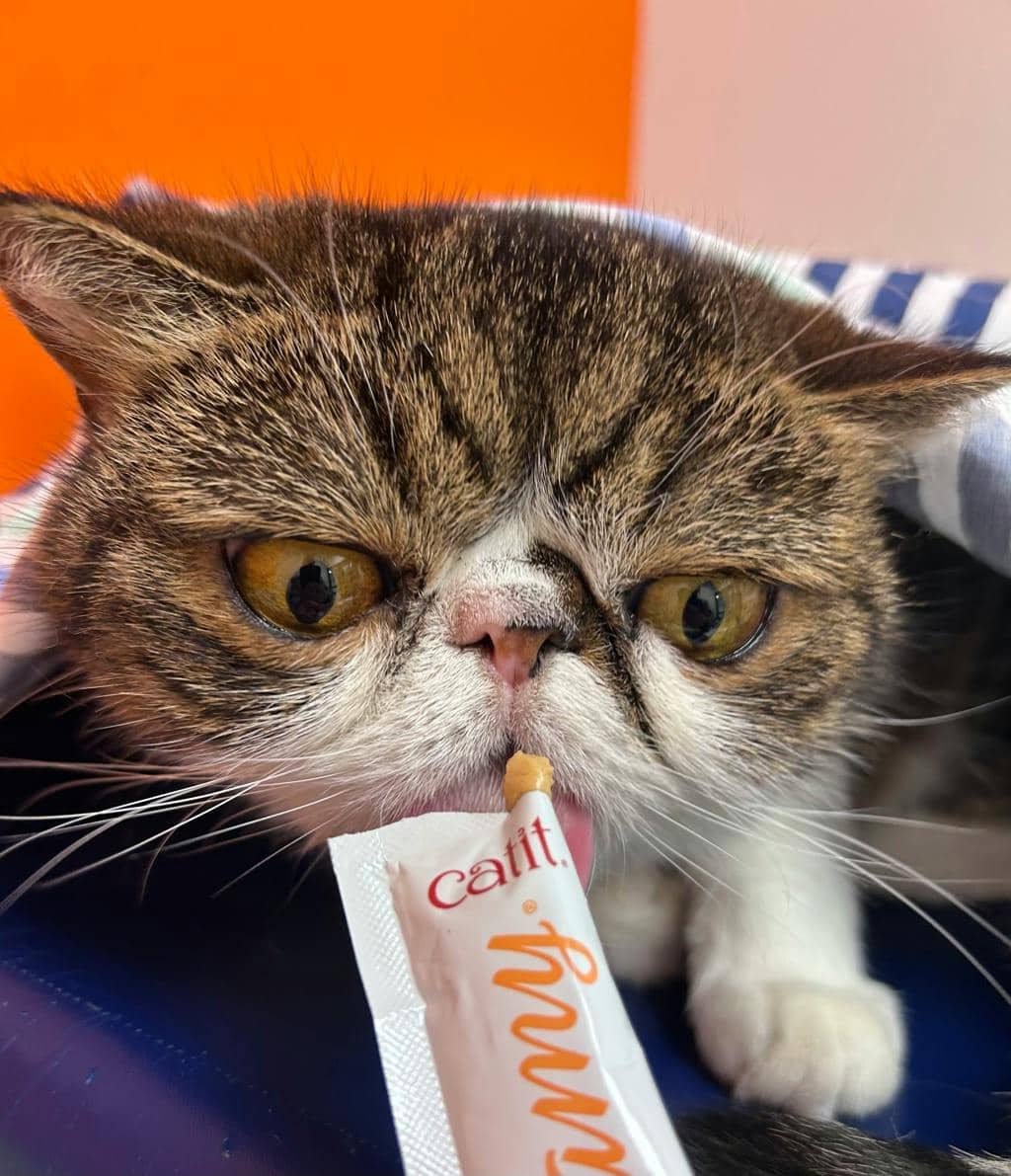 Jason - Persian cat available for adoption in Ontario