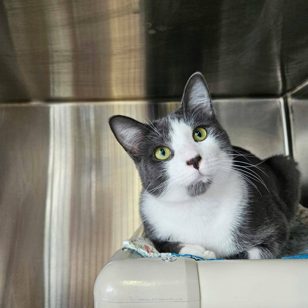 Zest - Domestic Short Hair available for adoption