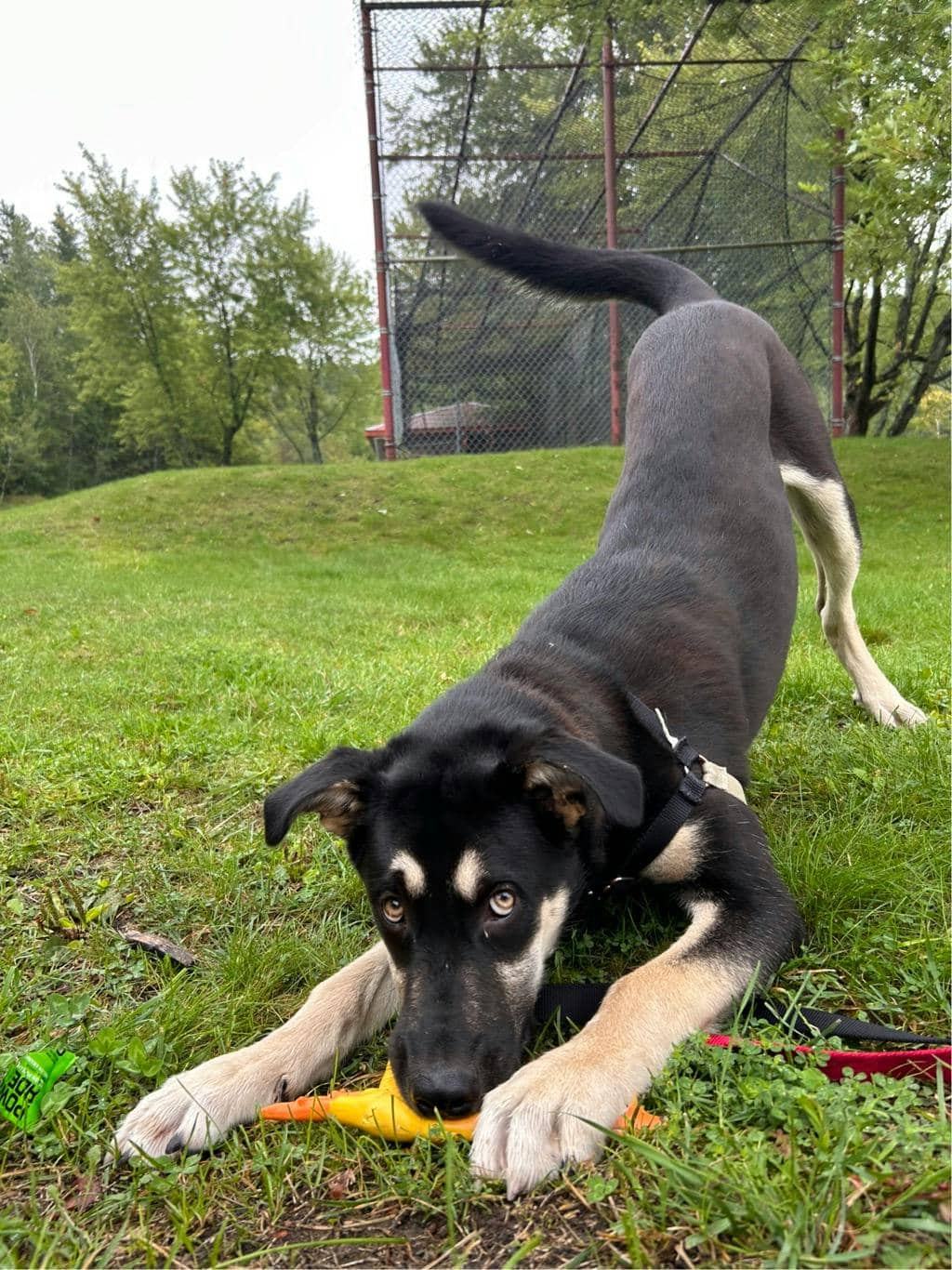 Jeff - German Shepherd available for adoption in Ontario