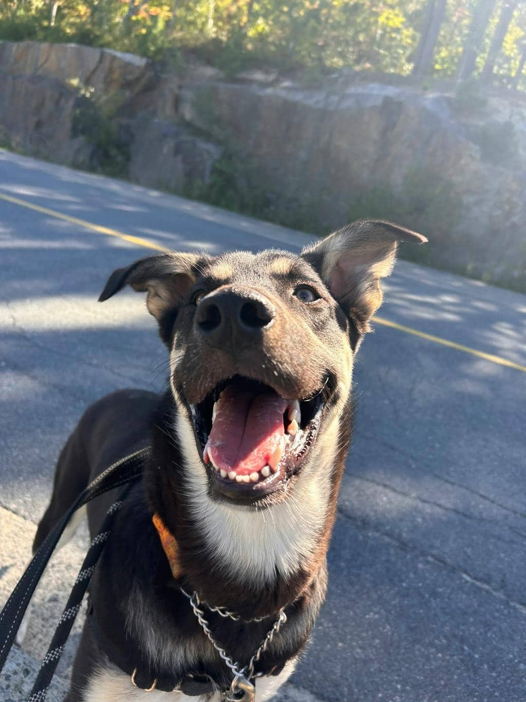 Jeff - German Shepherd available for adoption in Ontario