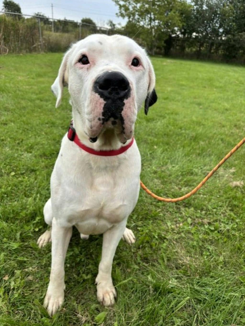 Rio - Argentine Dogo available for adoption in Ontario