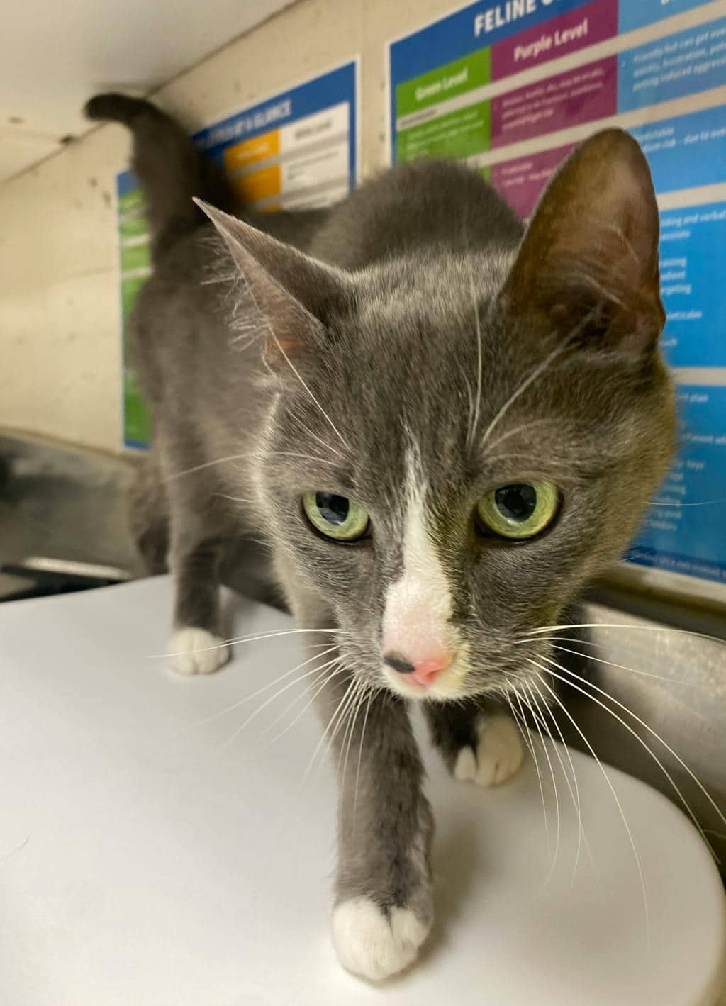 Wanda - Domestic Short Hair cat available for adoption at Ontario SPCA (Sudbury) in Sudbury