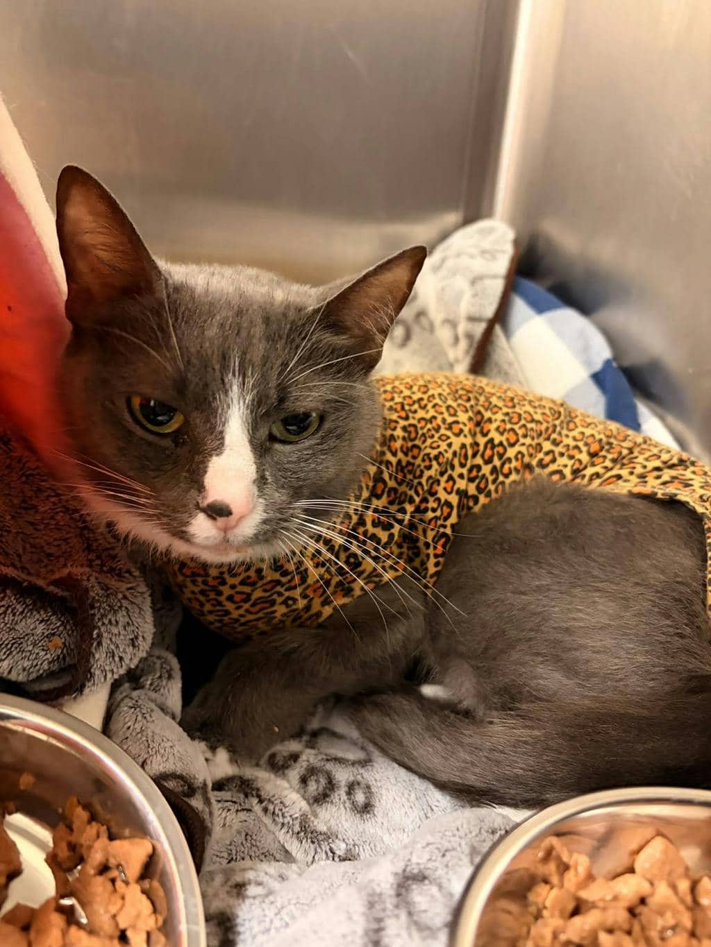 Wanda - Domestic Short Hair available for adoption