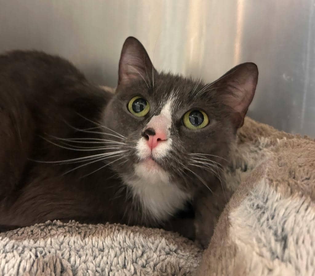Wanda - Domestic Short Hair available for adoption