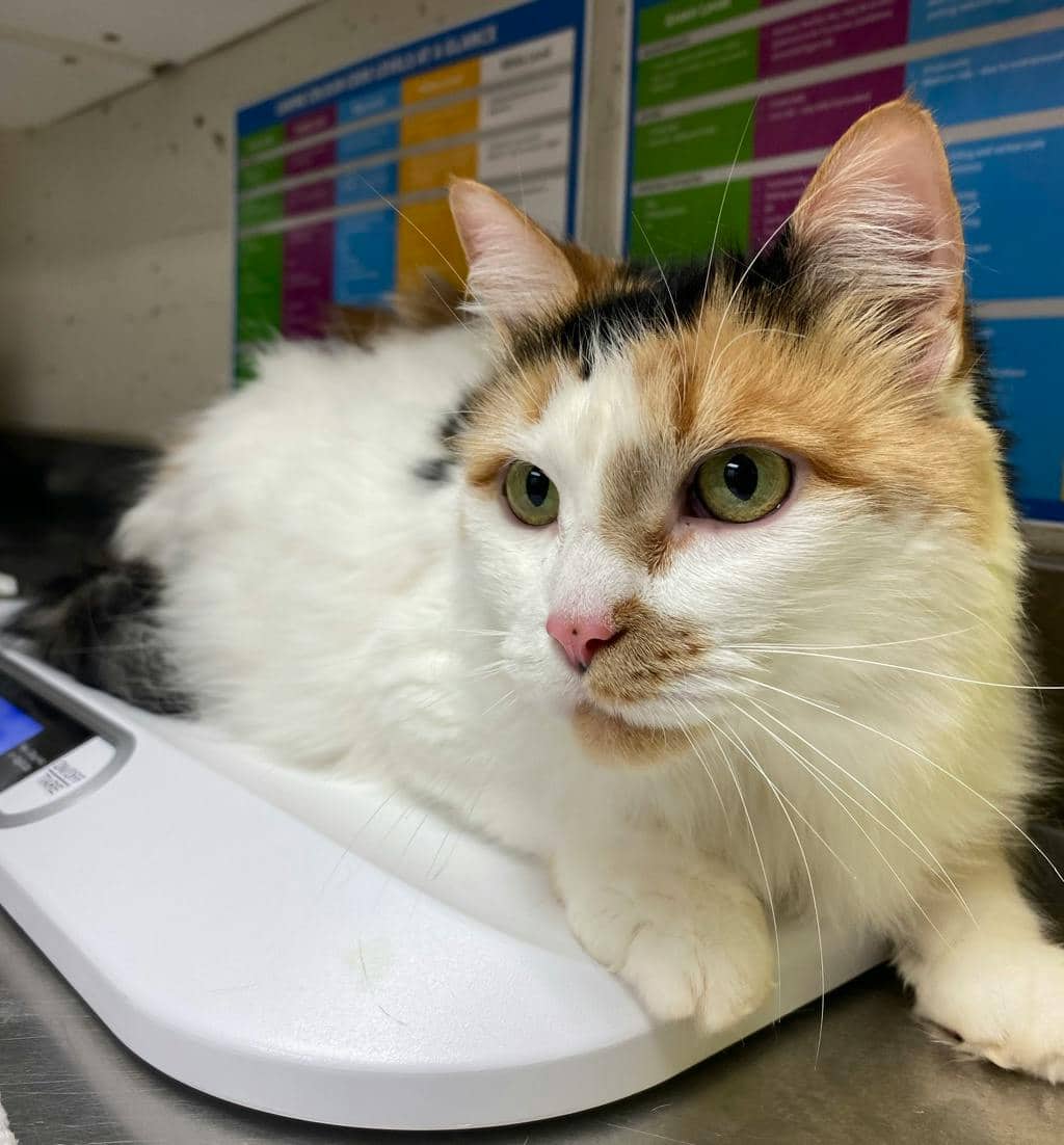 Winnie - Domestic Medium Hair available for adoption