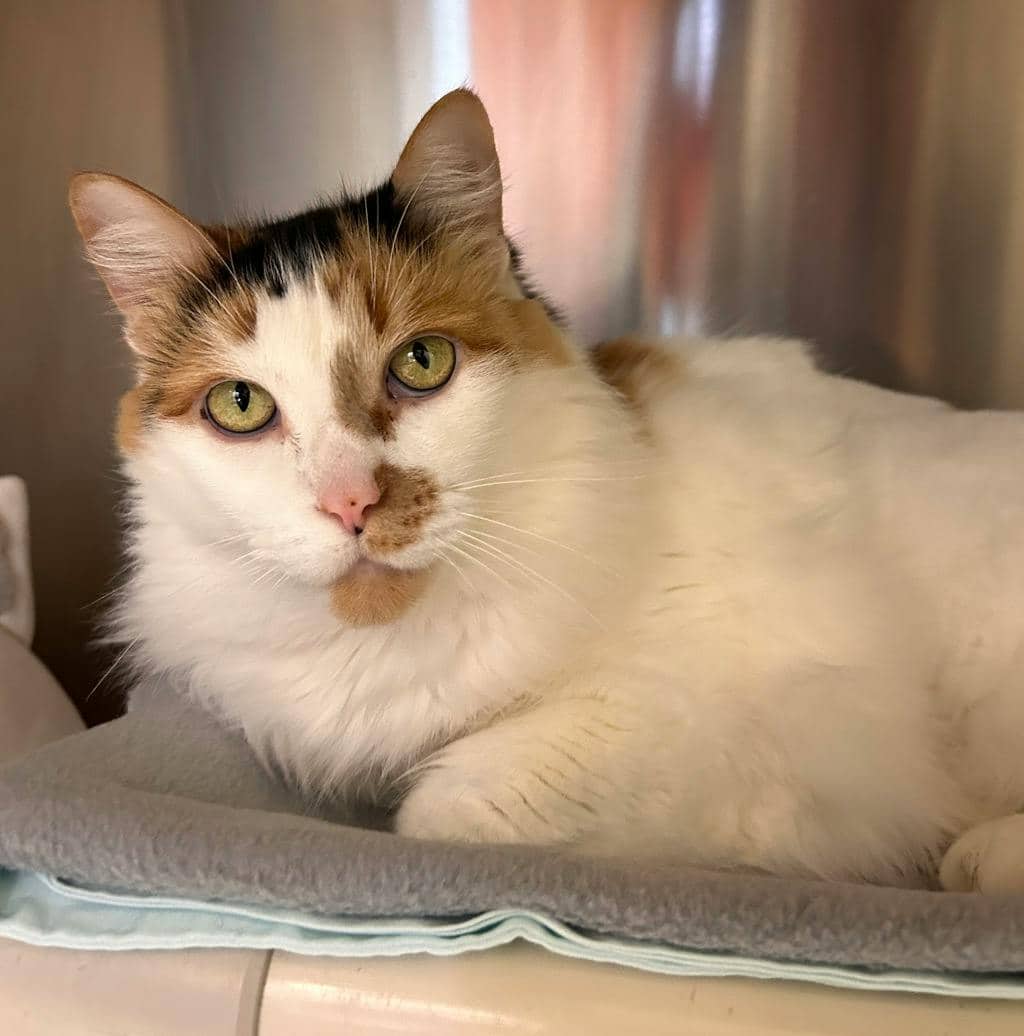 Winnie - Domestic Medium Hair available for adoption
