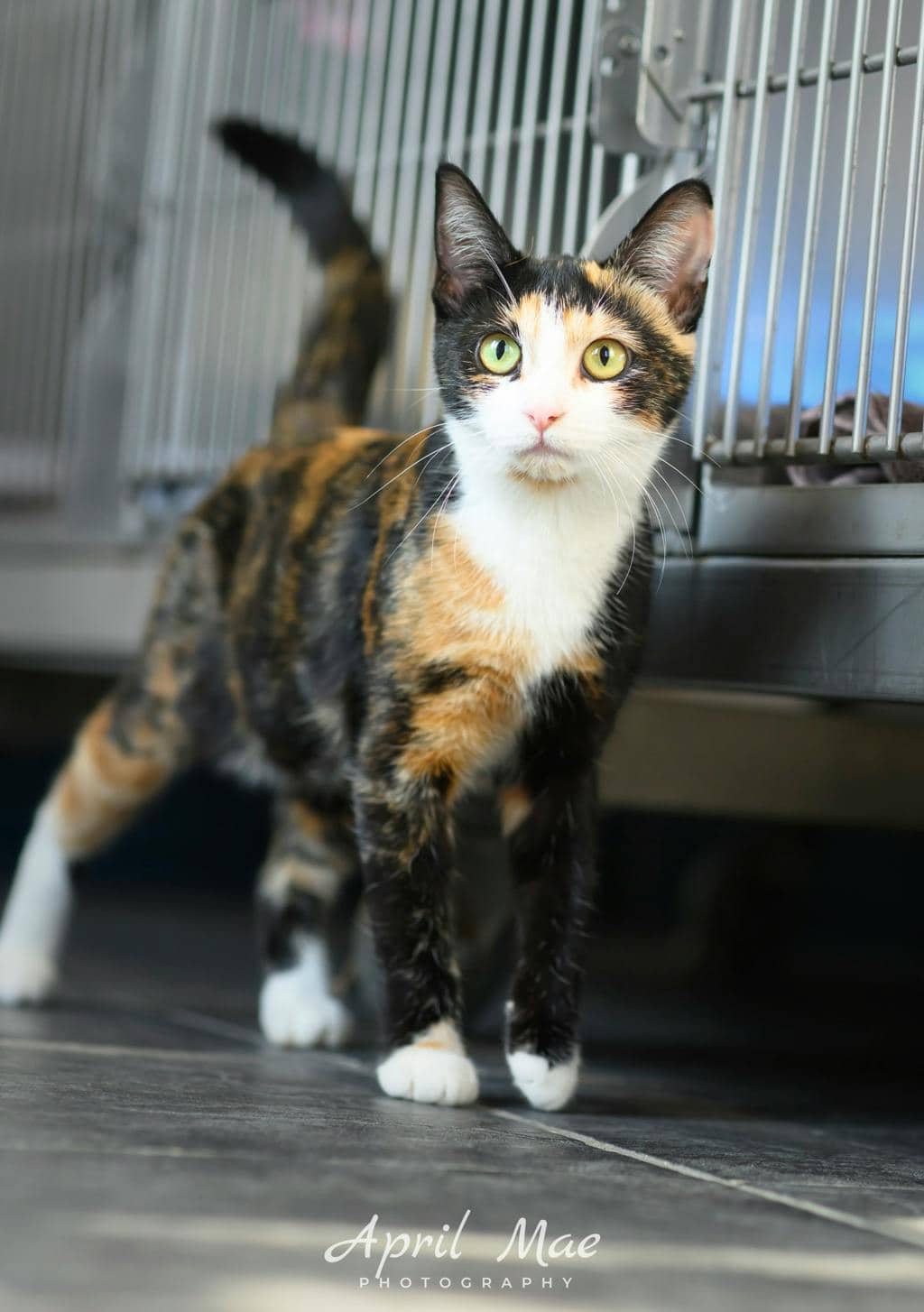 Dolly Parton - Domestic Short Hair available for adoption