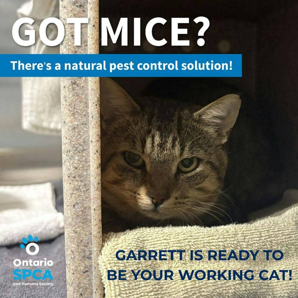 Garrett - Domestic Short Hair cat available for adoption at Ontario SPCA (Central Ontario) in Barrie