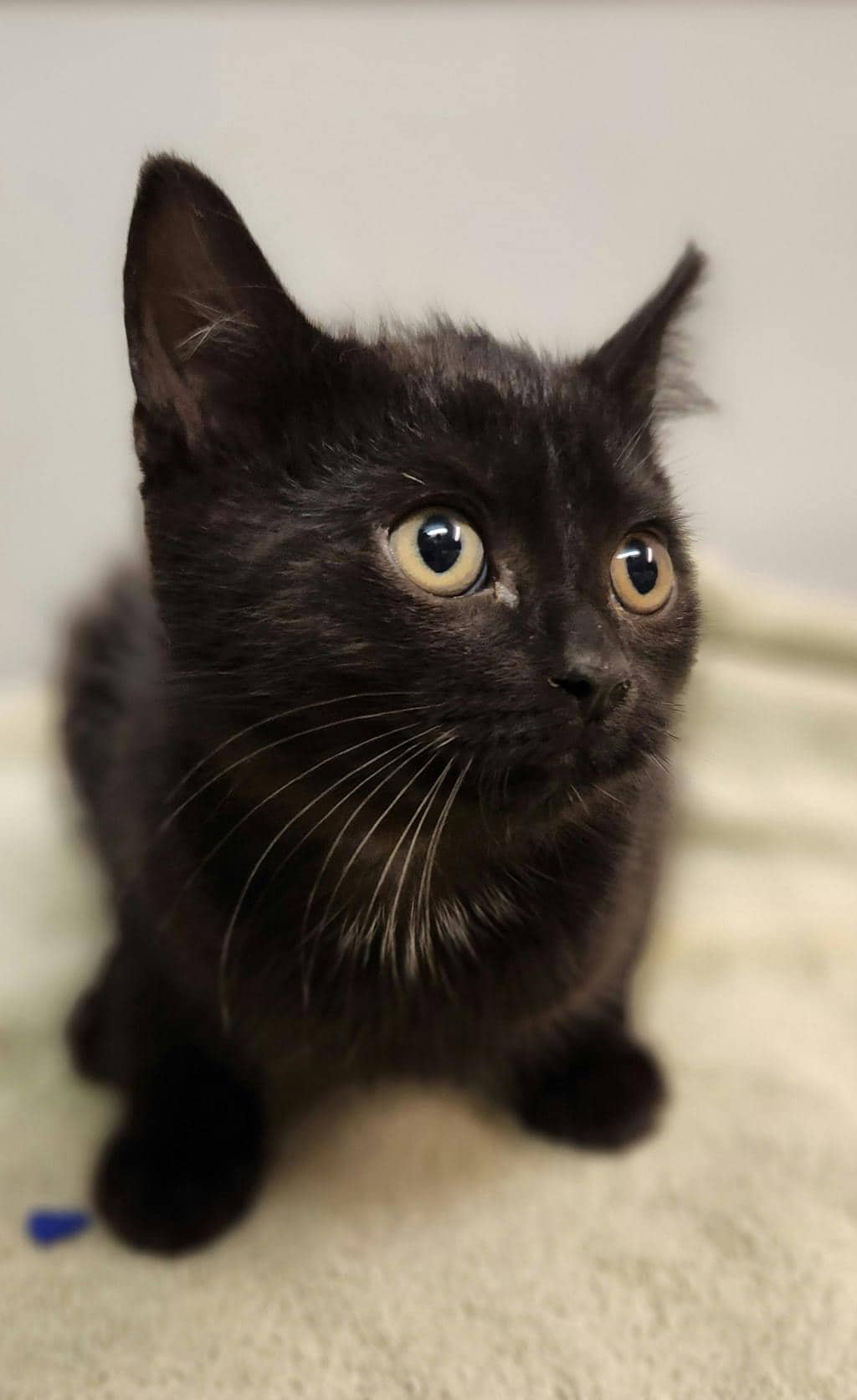 Anchovy - Domestic Short Hair available for adoption