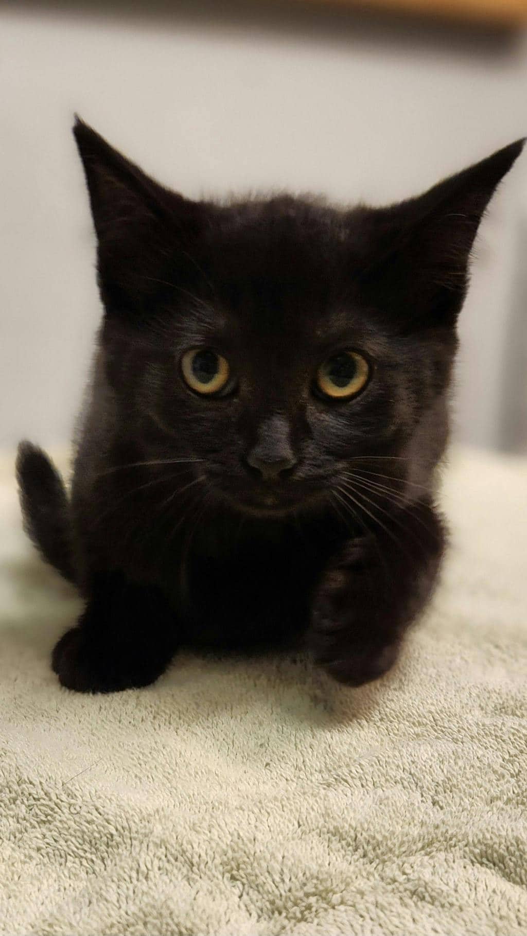 Olive - Domestic Short Hair available for adoption