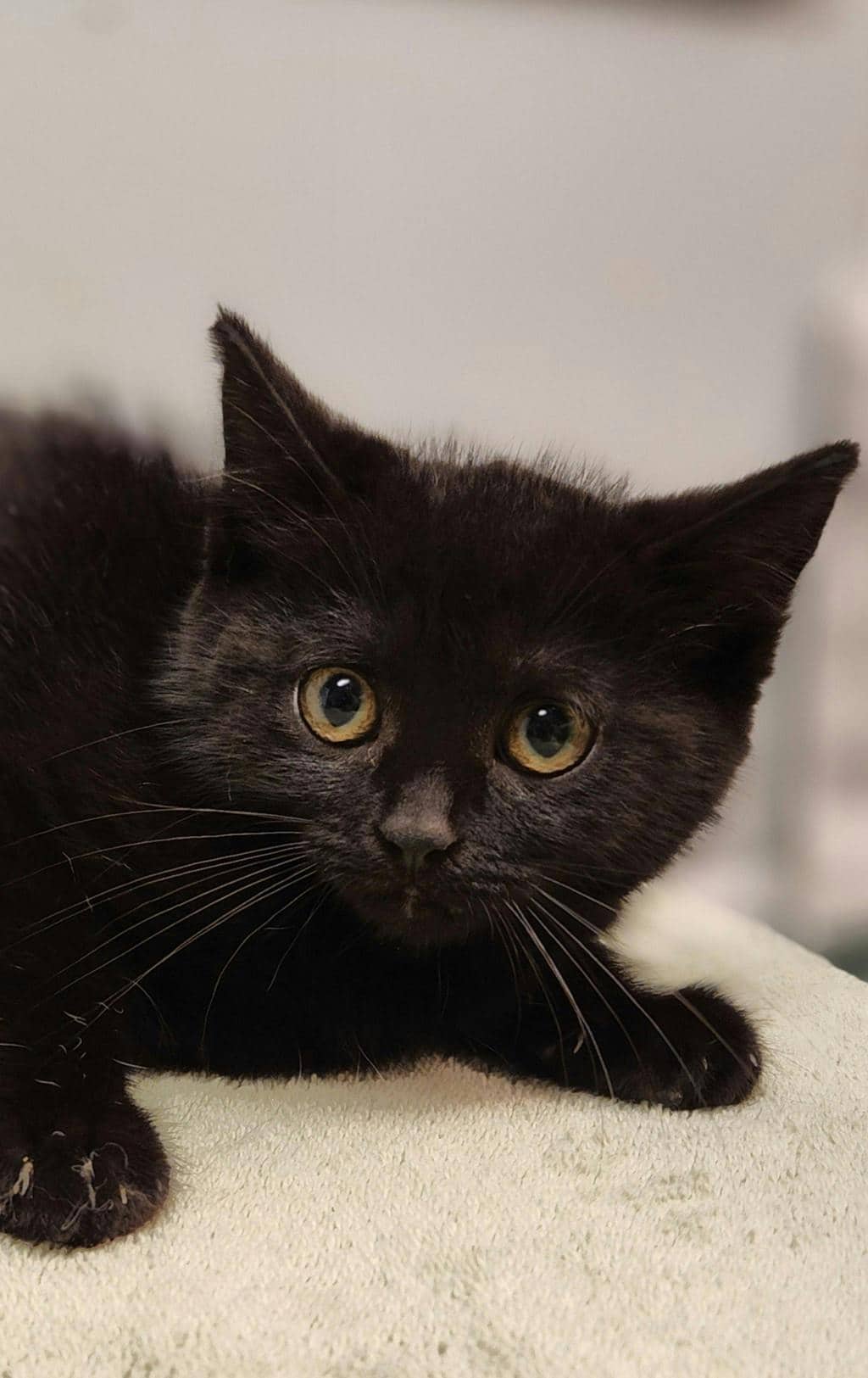 Clove - Domestic Short Hair cat available for adoption at Ontario SPCA (Ottawa Area) in Cornwall
