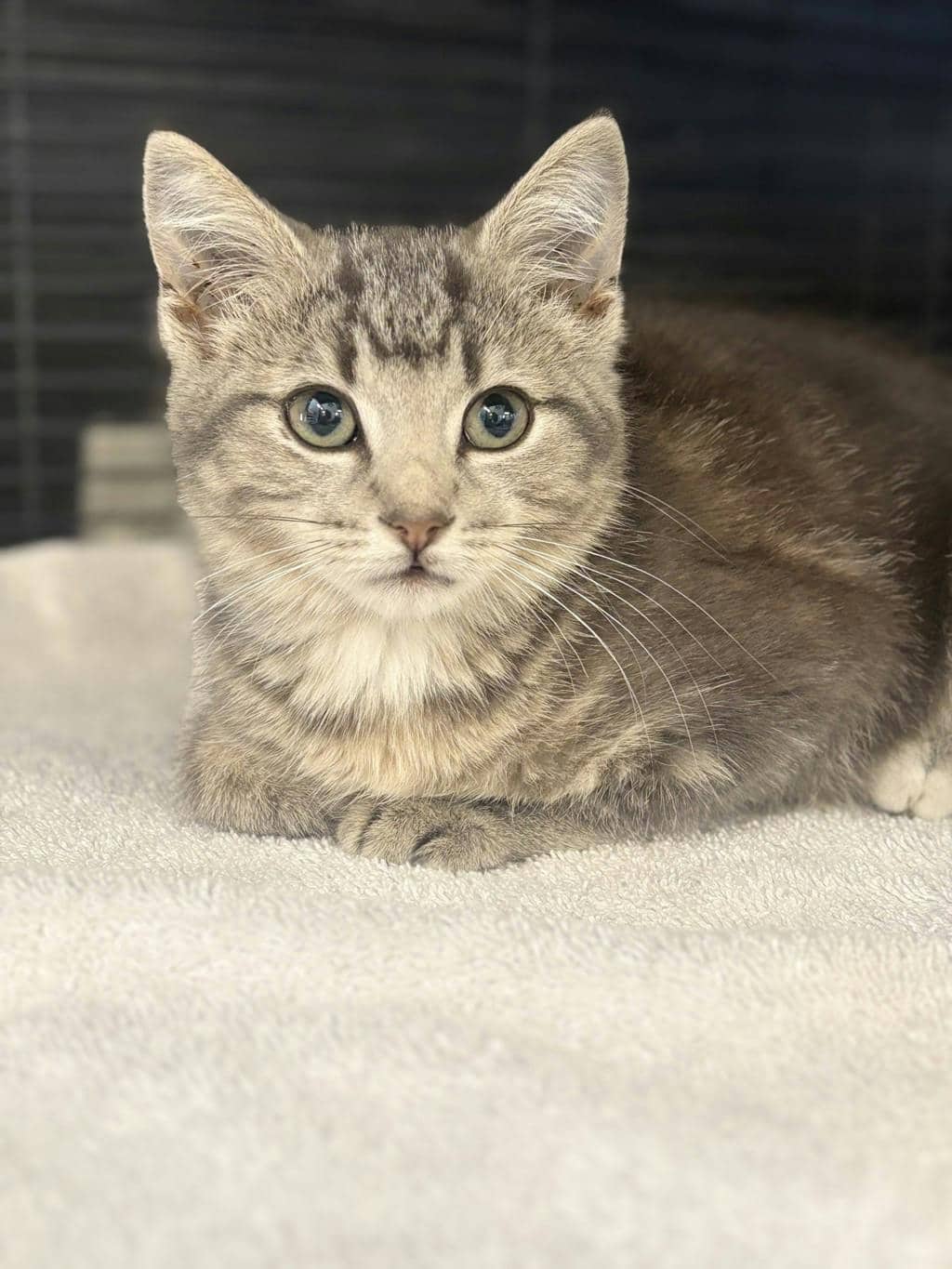 Lady - Domestic Short Hair cat available for adoption at Ontario SPCA (Ottawa Area) in Brockville