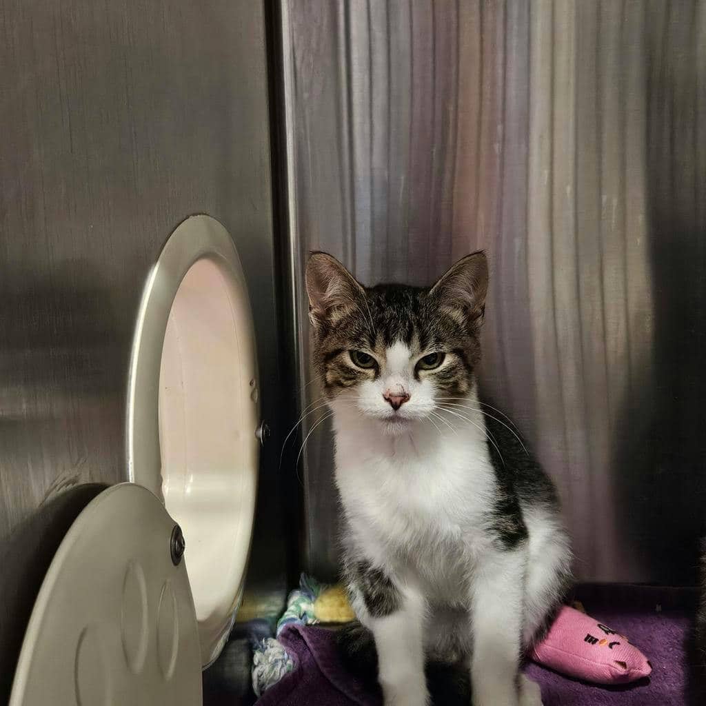 Tac - Domestic Short Hair available for adoption