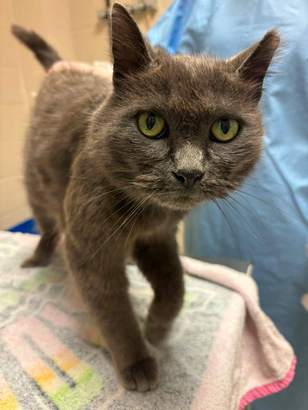 Iris - Domestic Medium Hair available for adoption