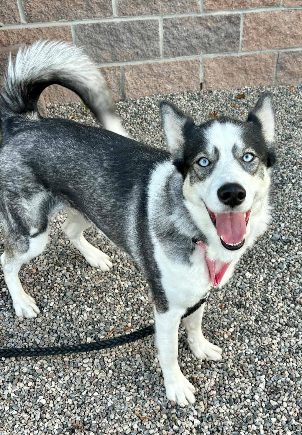 Willow - Siberian Husky available for adoption in Ontario