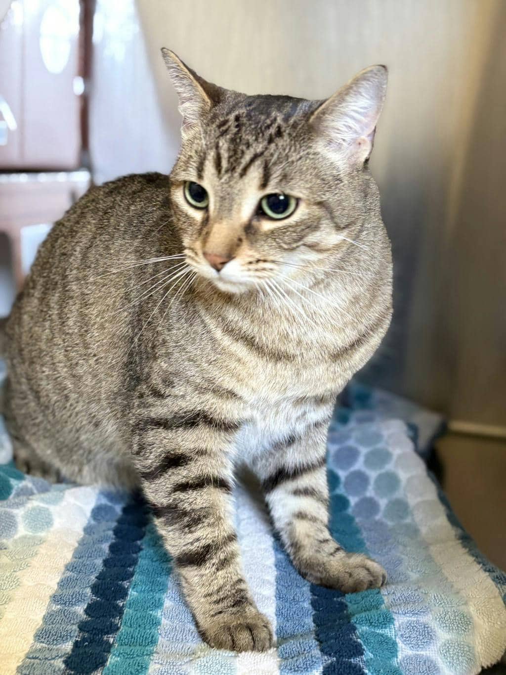Phoenix - Domestic Short Hair available for adoption