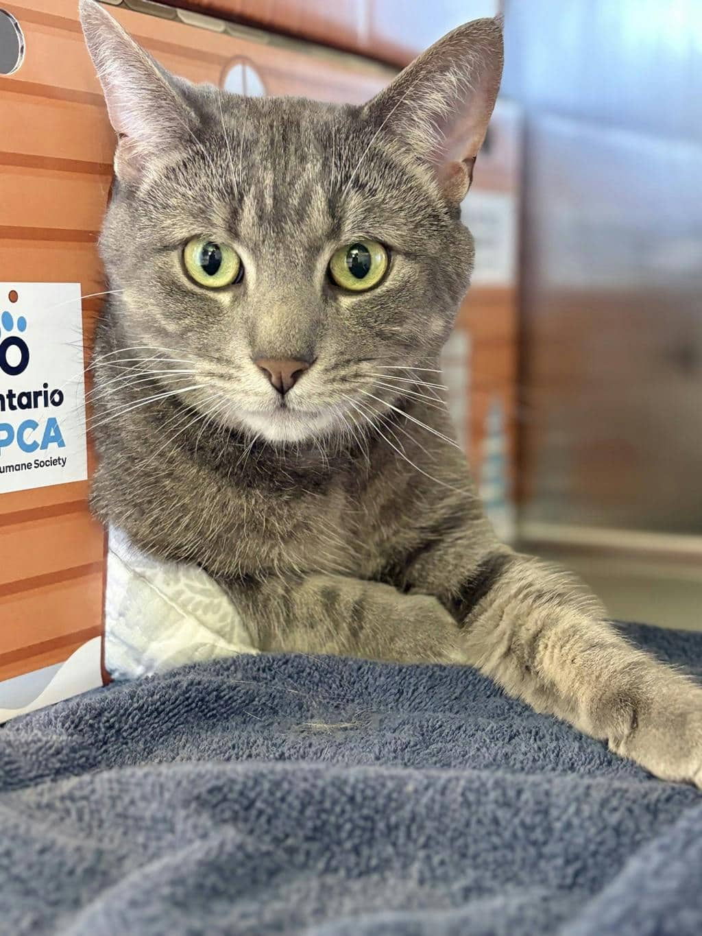 Blade - Domestic Short Hair available for adoption
