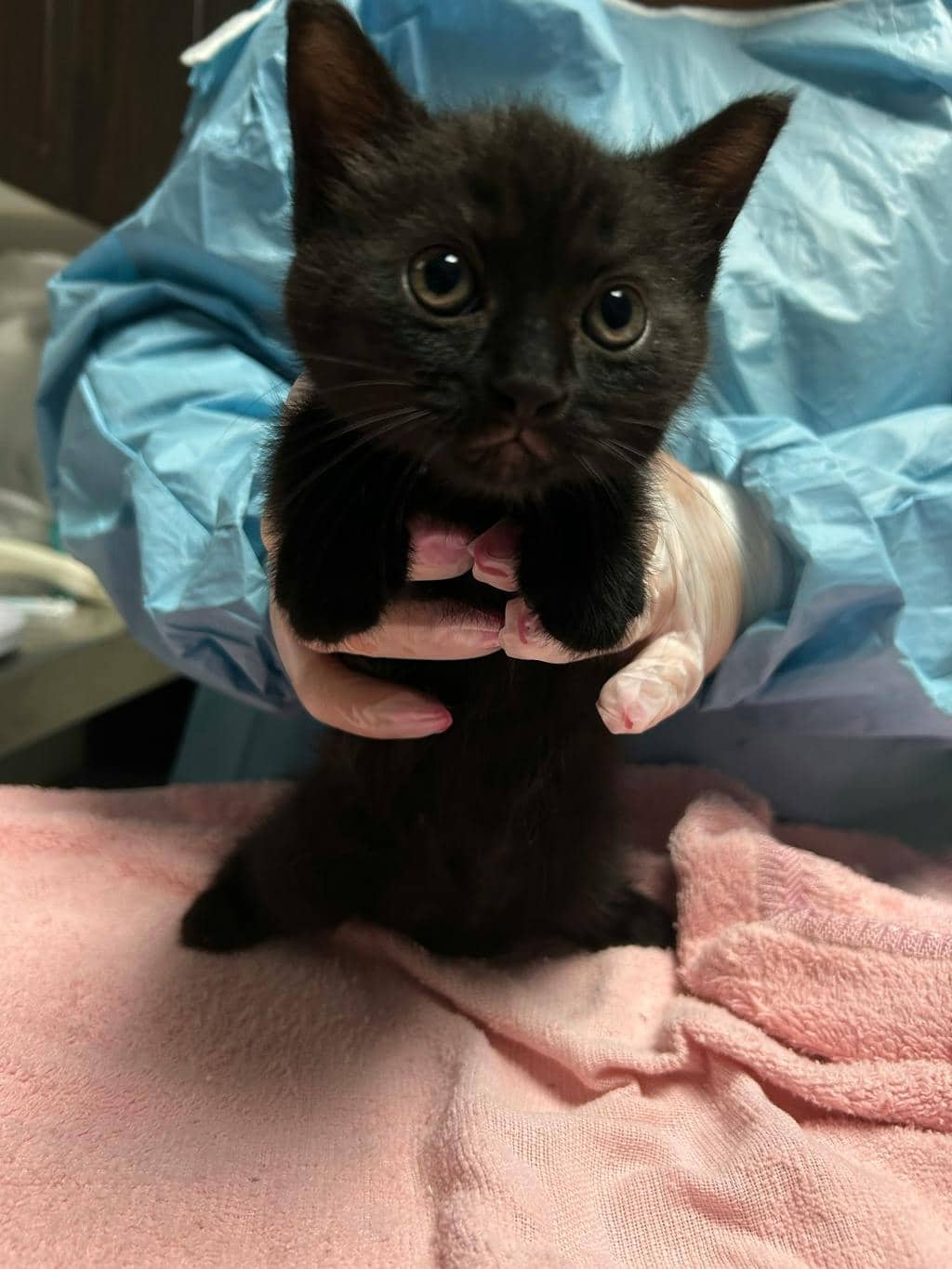 Dean - Domestic Short Hair cat available for adoption at Ontario SPCA (Central Ontario) in Midland