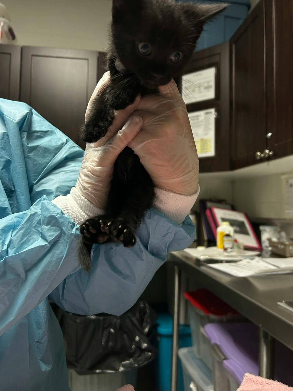 Forest - Domestic Short Hair available for adoption
