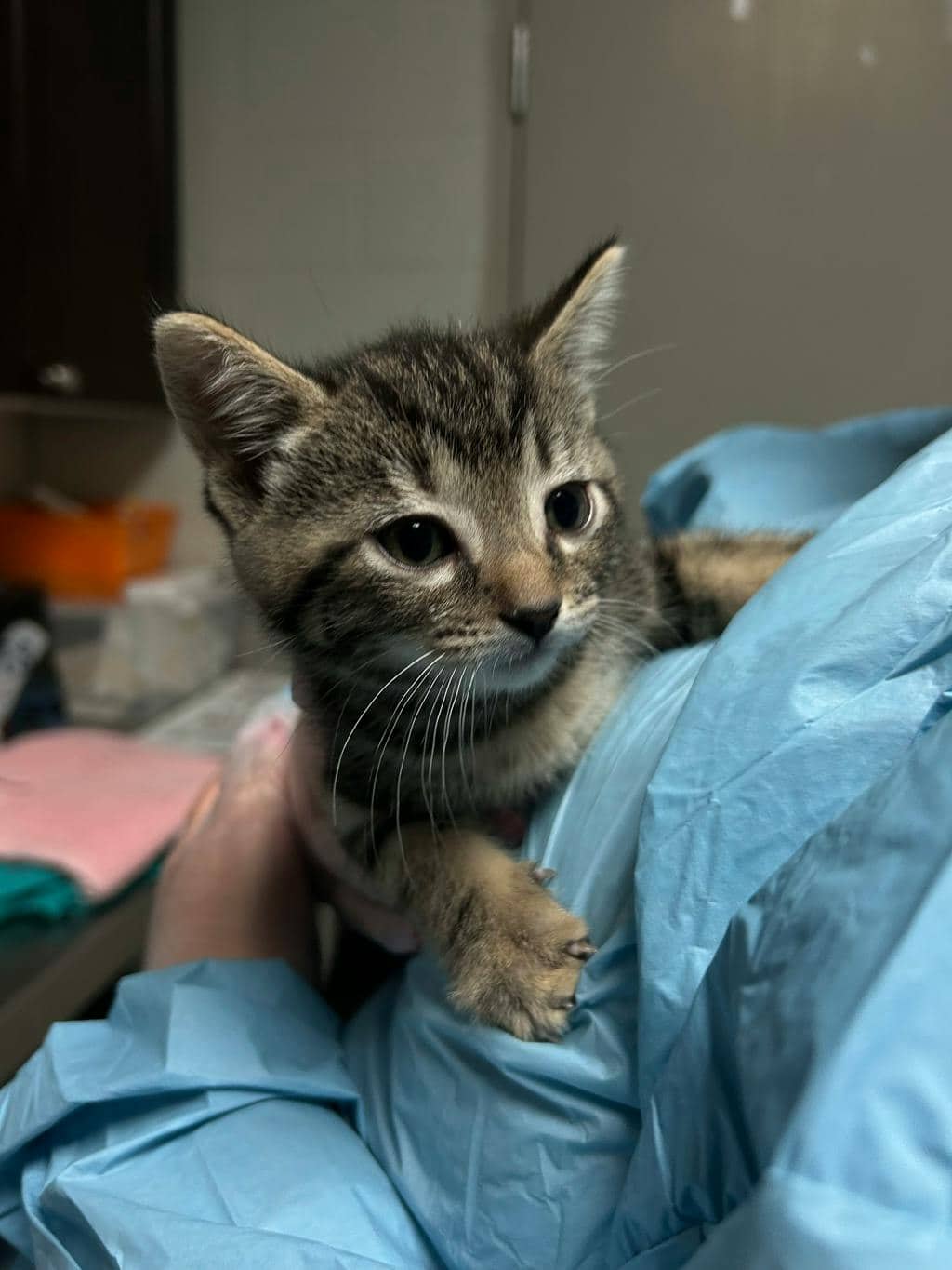 Gary - Domestic Short Hair available for adoption