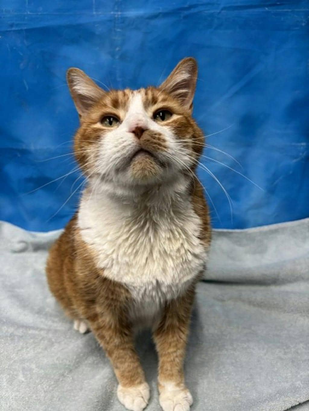 Buddy - Domestic Short Hair cat available for adoption in Ontario