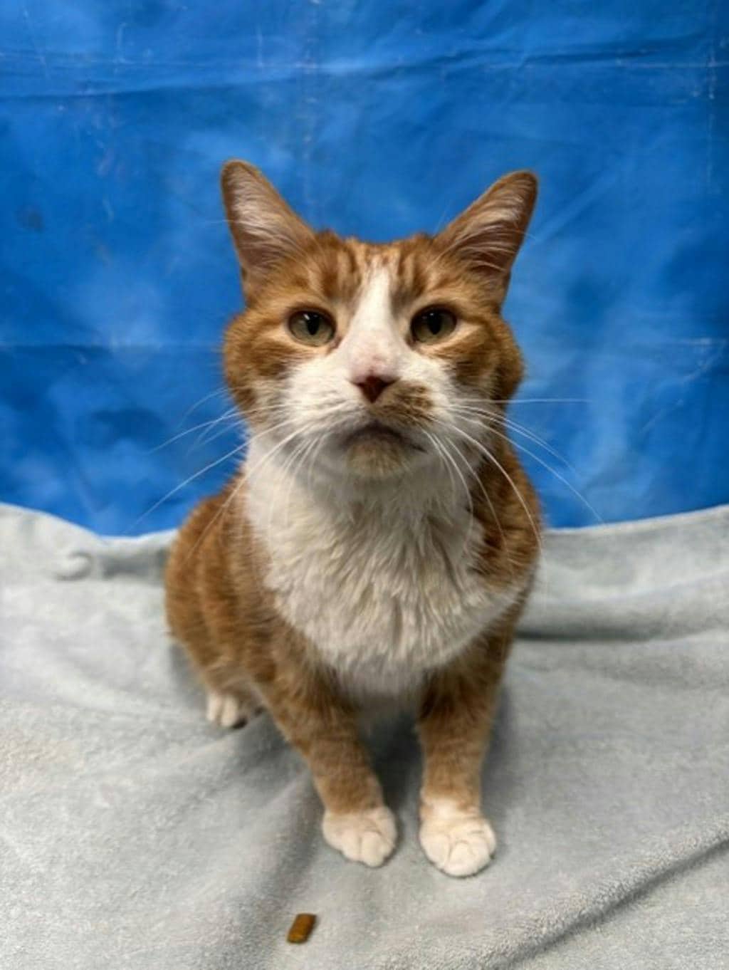 Buddy - Domestic Short Hair available for adoption