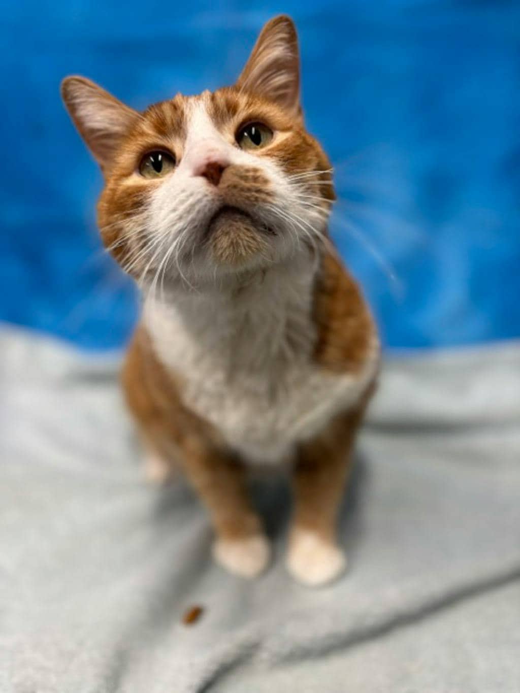 Buddy - Domestic Short Hair available for adoption