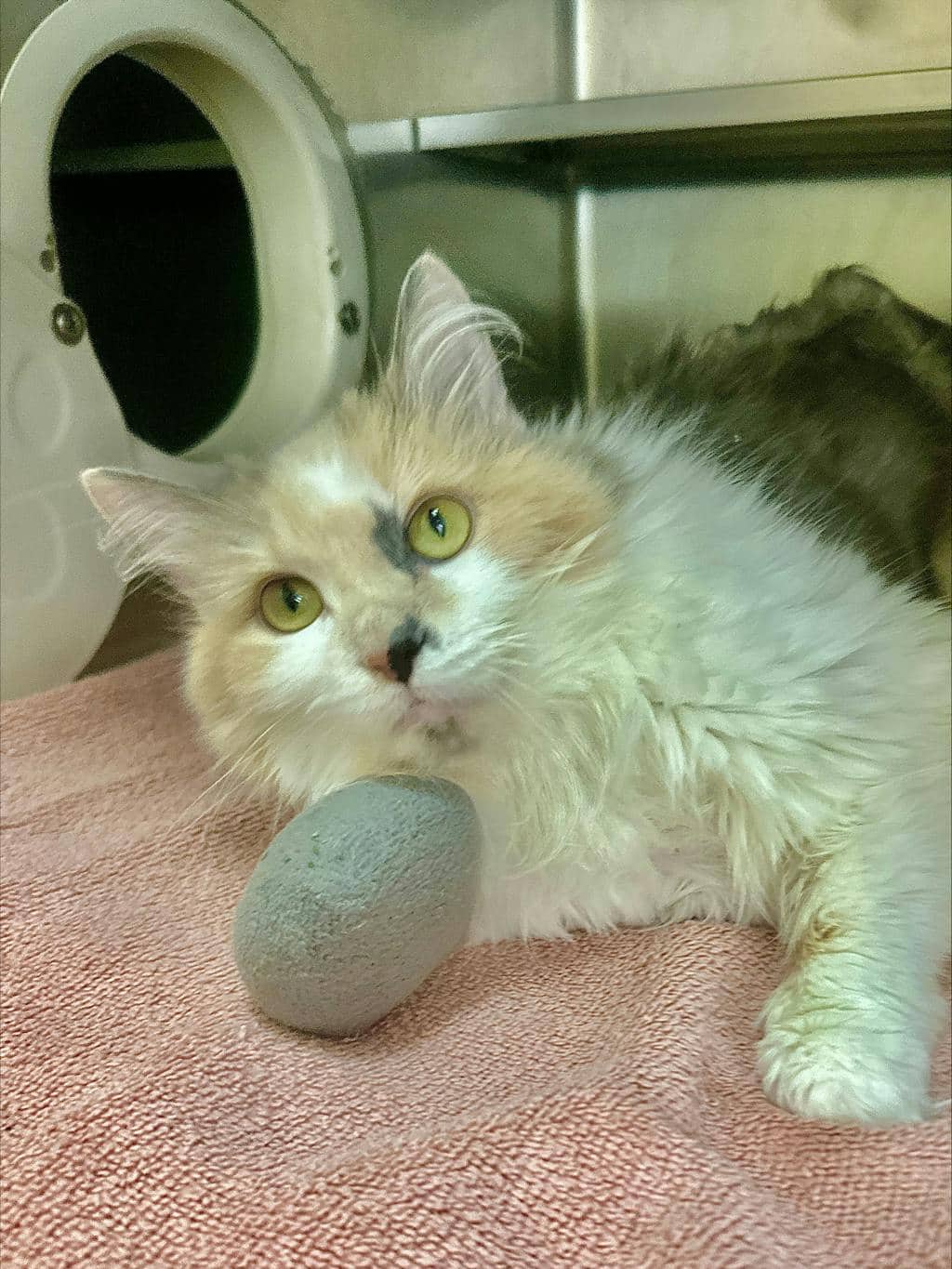 Cookie - Domestic Longhair cat available for adoption at Ontario SPCA (Ottawa Area) in Cornwall