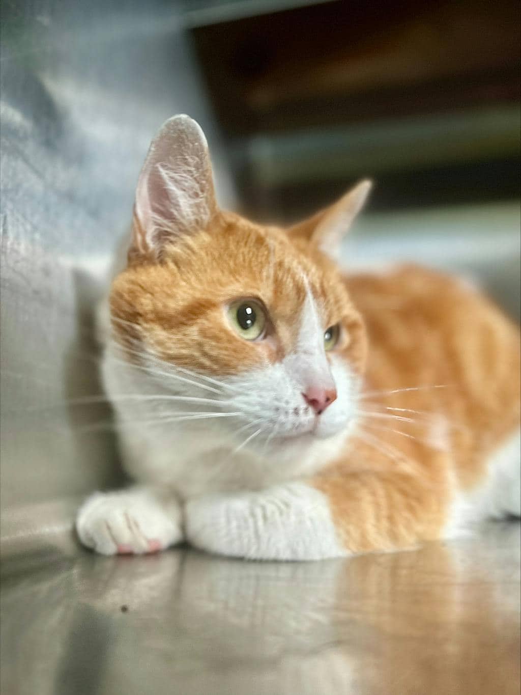 Hunter - Domestic Short Hair available for adoption