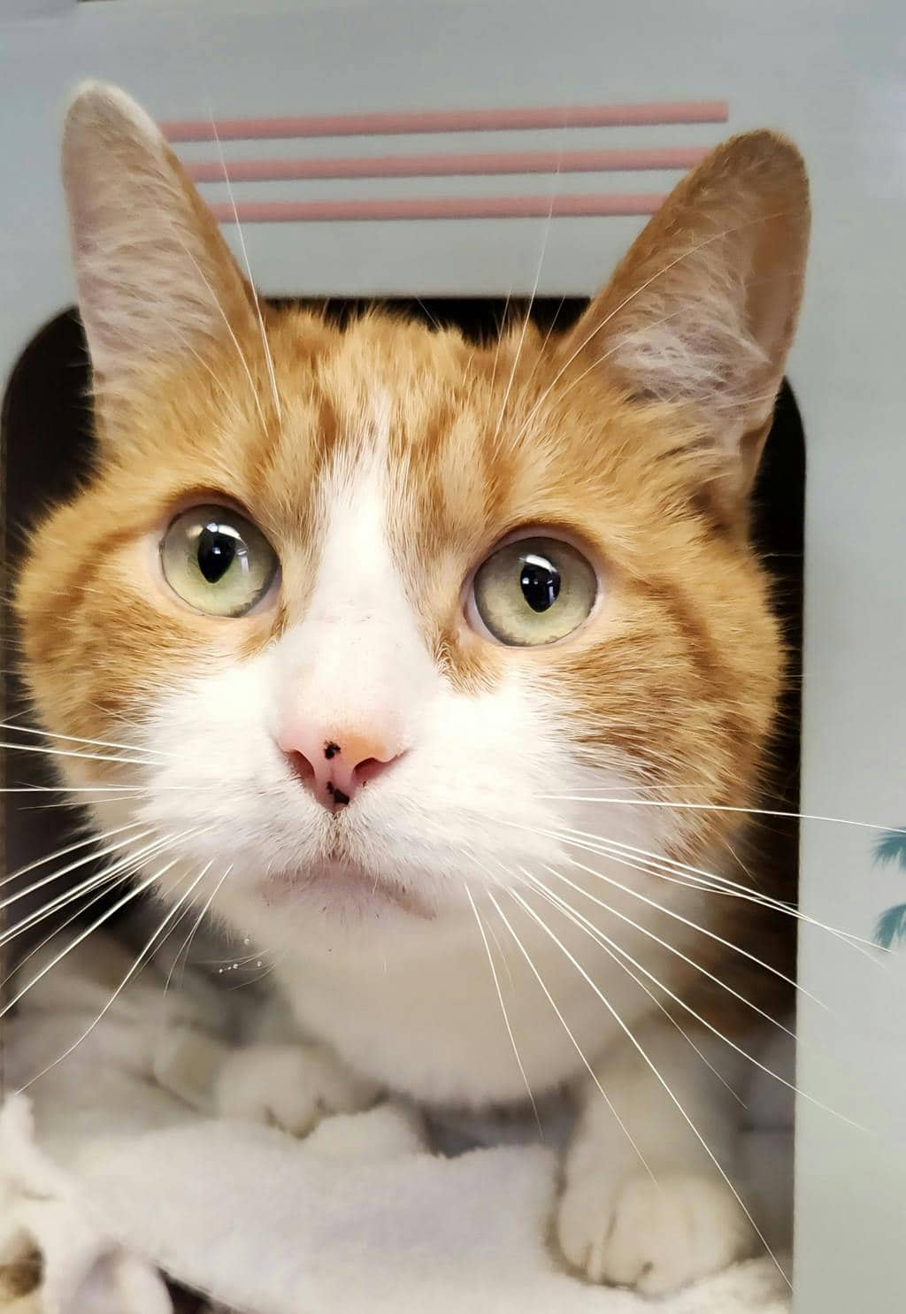 Hunter - Domestic Short Hair available for adoption