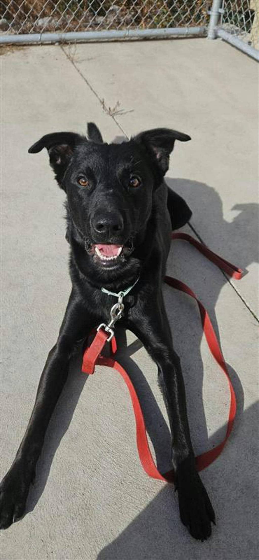 Atlas - Labrador Retriever available for adoption in Ontario