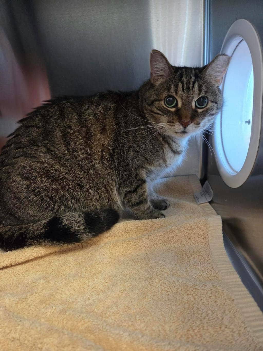 Toad - Domestic Short Hair available for adoption