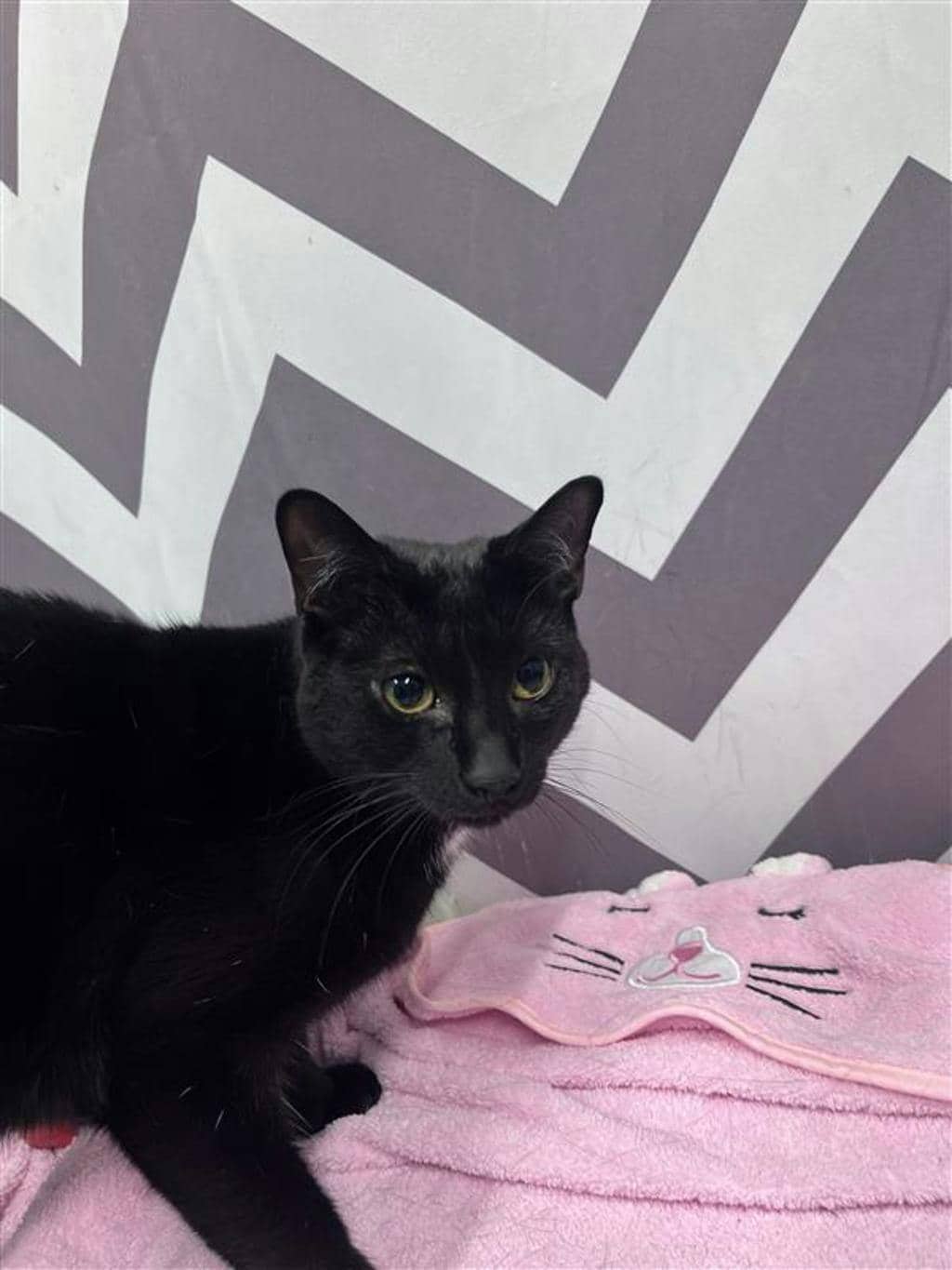 Peppa - Domestic Short Hair available for adoption