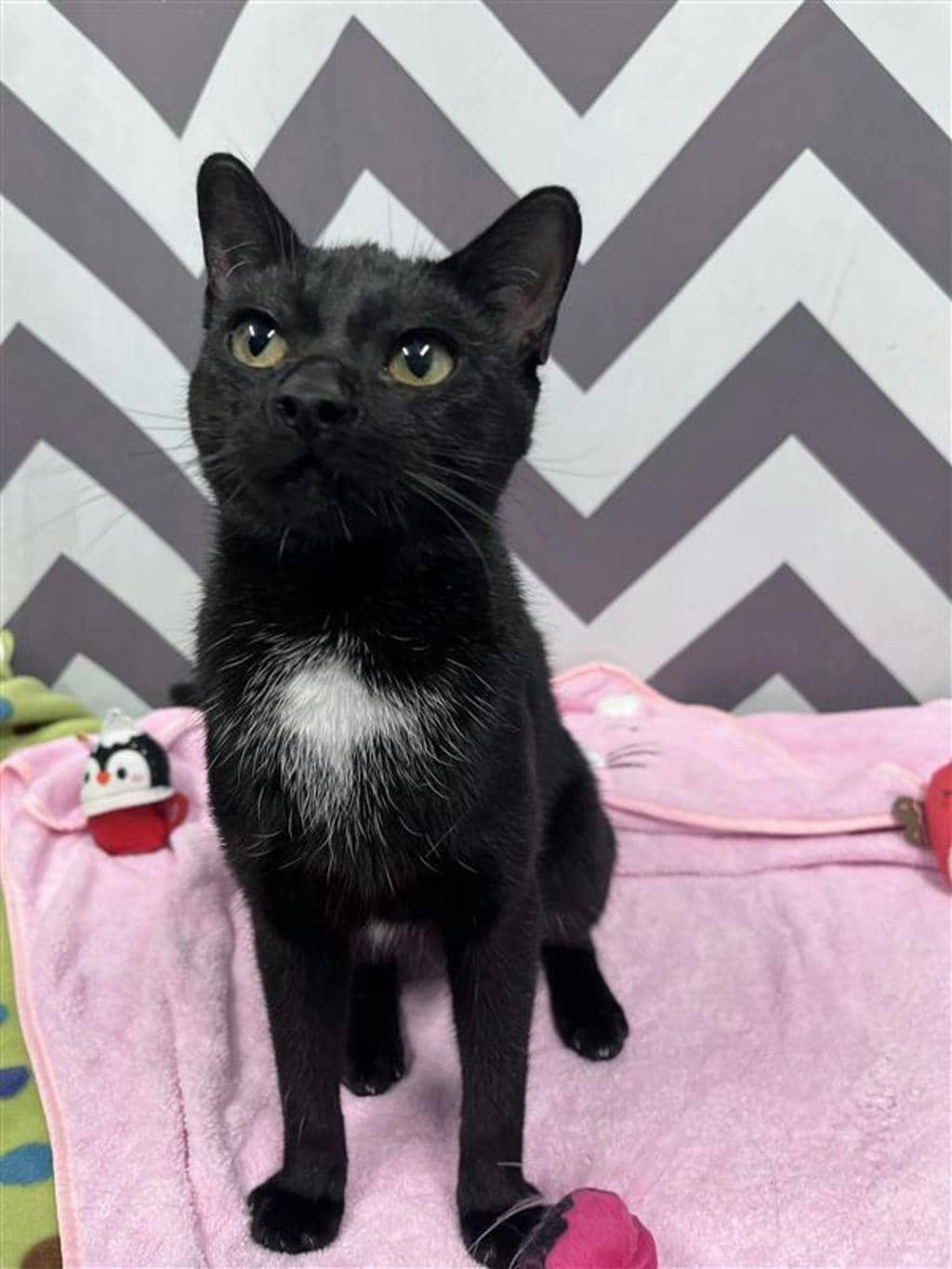 Zara - Domestic Short Hair available for adoption